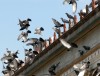 pigeons-algerie.jpg